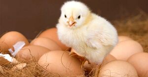 Почему лучше покупать белые, а не коричневые яйца