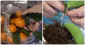Черенки культурного мандарина: купила на рынке мандарины на ветке и вырастила свои