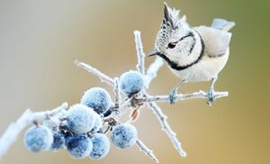 Как помочь птицам и животным в морозы
