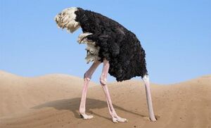 Правда ли, что страусы прячут голову в песок