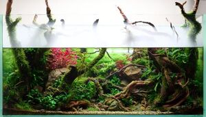 Дитя аквариума и флорариума — как создать собственный палюдариум