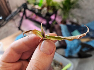 Лёгкий способ спасти любое растение: даже если остался один лист - нарастит новую корневую