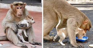Обезьяна приняла щенка за своего детеныша и ухаживает за ним как настоящая мама