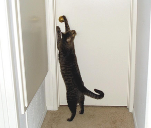 Зачем коты постоянно просят открыть дверь, но не заходят в неё? Это манипуляция! Но стоит ли на неё вестись?
