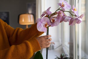 Красоты много не бывает: как без труда размножить капризную орхидею