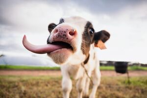 Удивительные факты о коровах, которые вы не знали