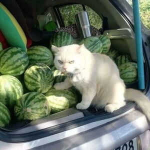 15 случаев, когда кошки рассмешили своих хозяев, и они поспешили поделиться фотографиями в Интернете