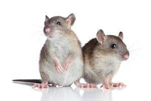 Самые интересные факты о крысах