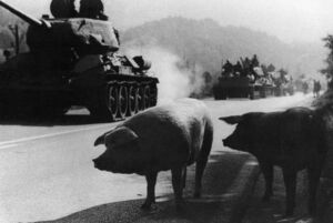 Раненая свинья и обиженный кондитер: 6 вооруженных конфликтов с самым нелепым поводом