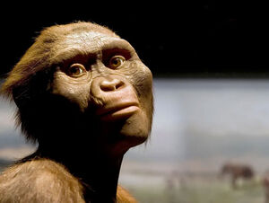 Недостающее звено: История Люси, жившей на Земле три миллиона лет назад