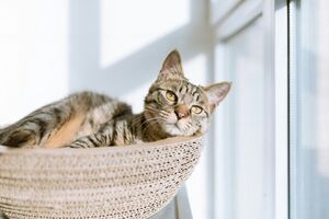 Пять способов спасти рассаду от котов