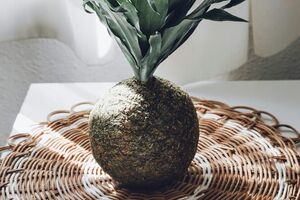 Зачем японцы выращивают комнатные растения в шаре из мха