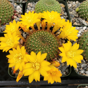 10 кактусов с потрясающими жёлтыми цветами