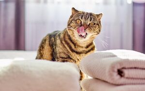8 способов избавиться от кошачьего запаха в квартире и доме