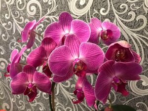 Как добиться фантастического цветения орхидей. Подсказки и проверенные способы