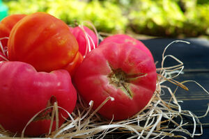 Розовые и малиновые томаты: 16 отменных салатных сортов