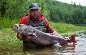 «Водный тигр», или Где в России обитает самый большой лосось на планете