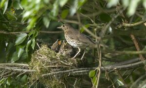 Где вьют гнезда птицы, и как привлечь их на свой участок