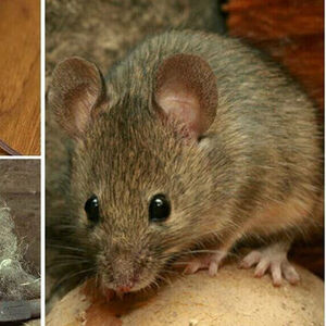 Как избавиться от мышей в доме: 3 способа