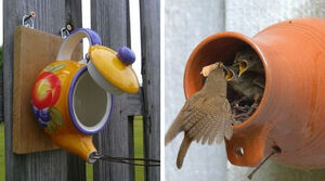 Гнездо для птиц в чайнике: 50 интересных решений для пернатых