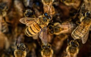 Пчёлы ведут смертоносные войны