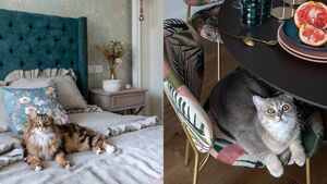 Лучшие породы кошек для квартиры: топ-5, полезные советы, фото