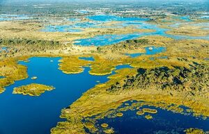 Васюганские болота: какие секреты скрывает огромная древняя топь на севере России