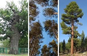 Самые известные деревья России - где они находятся и чем знамениты