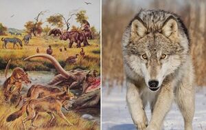 В вечной мерзлоте впервые в мире нашли волка, которому 44 тыс. лет: что рассказало его вскрытие