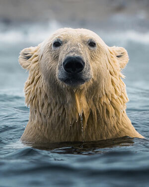 Застывшие мгновения: потрясающие фотографии дикой природы Арктики от Консты Пункки (15 фото)