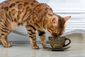 Почему кошка не пьёт воду и что с этим делать?