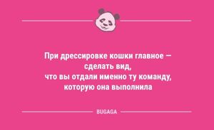 Анекдоты дня: «При дрессировке кошки главное — сделать вид…» (9 фото)