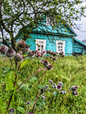 Купила развалюху в глухомани и занялась своим делом: удивительно, но 40 банок в день дают 300 тысяч ежемесячно