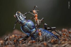 Фотографии, победившие в конкурсе на звание лучшего фотографа живой природы 2024 года (14 фото)