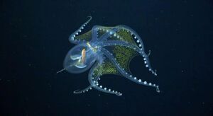 Осьминоги могли бы построить следующую великую цивилизацию, если бы человечество исчезло