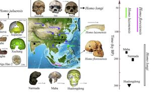 В Китае обнаружен новый вид человека — Homo juluensis с гигантским черепом