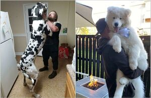 15 собак, которые даже не подозревают, насколько они большие