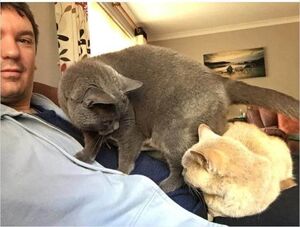 Мой дом, не мой кот: фото о котах, которые гуляют по чужим домам