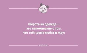 Анекдоты в конце недели: «Шерсть на одежде — это…» (10 шт)