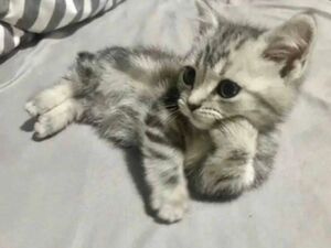 Прикольные картинки и мемы с кошками (42 шт)