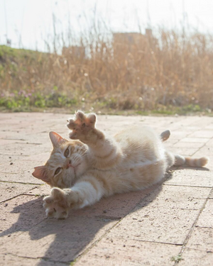 12 забавных фотографий кошек, которые заставят вас улыбнуться и скрасят холодные зимние деньки