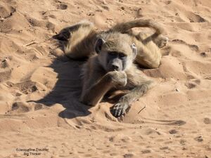 Приготовьтесь смеяться: конкурс Nikon Comedy Wildlife Awards 2025 уже открыт для заявок! (17 фото)