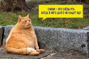 КотоМЕМЫ для хорошего настроения: «Слюни — это слёзы рта…» (22 шт)