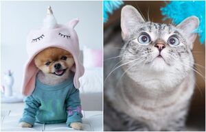 Четвероногие олигархи: 7 домашних любимцев, которые получили миллионные состояния