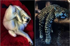 14 фото очаровательных животных в забавных позах