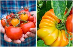Как выбрать самые вкусные, сочные и урожайные сорта помидоров для посадки