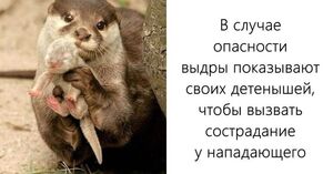 Некоторые факты о животных, которые умиляют