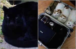 15 кошек, которые свернулись в маленькие пушистые комочки счастья