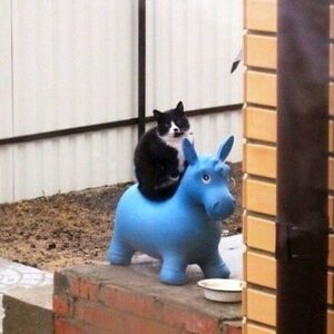 Котейки для хорошего настроения (33 фото)