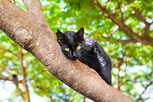 Фотографии с кошками, которые согреют душу (или заставят улыбнуться) (27 фото)